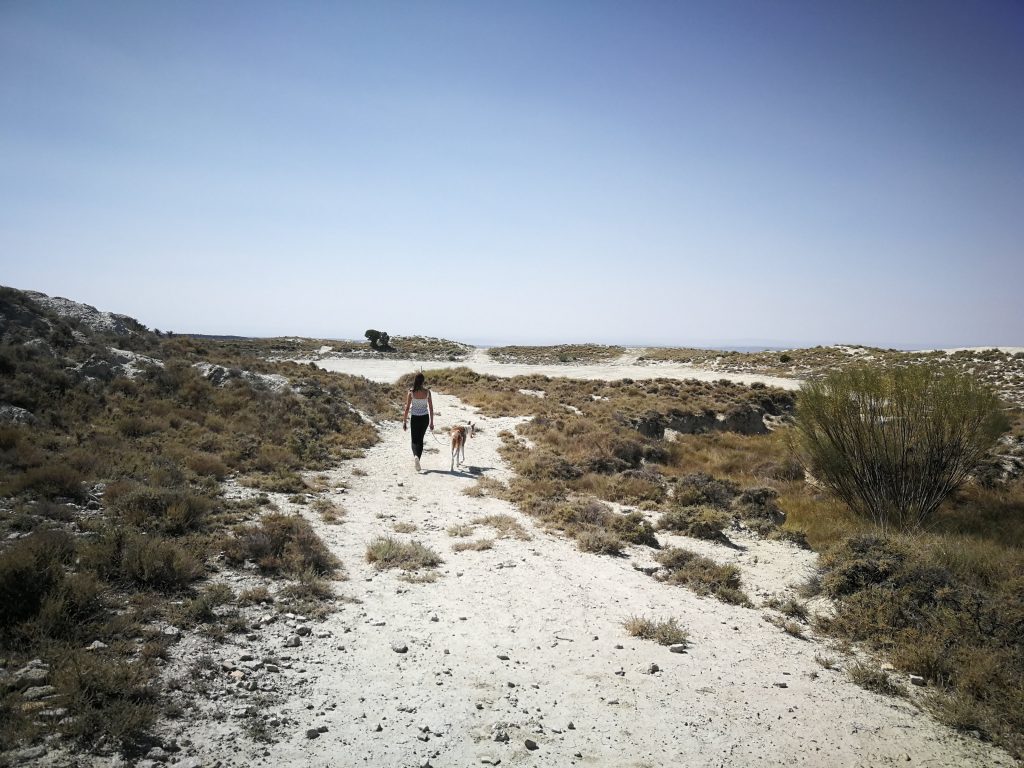 El paisaje de Los Monegros, entre Monegrillo y Farlete.
