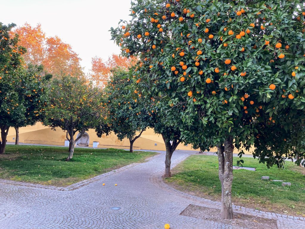 Elvas, jardín de naranjos.