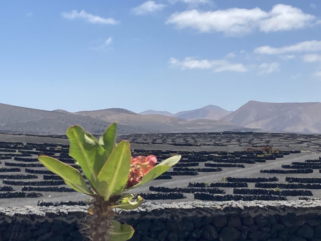 Paisaje de Geria, Lanzarote