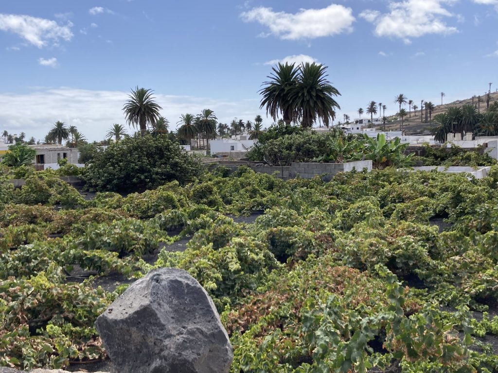 Haría, Lanzarote